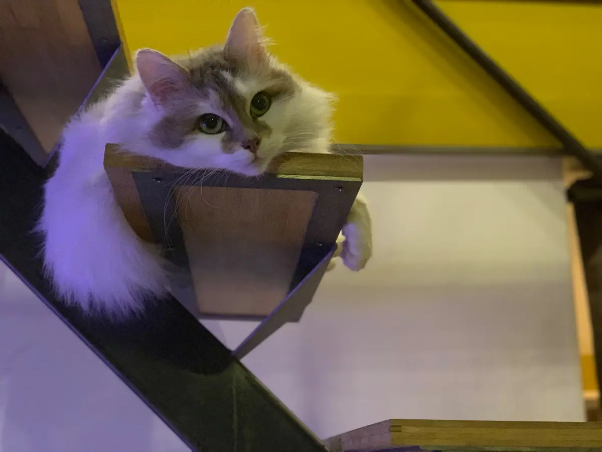 chatte lost     Ditha