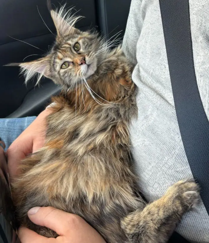 chatte lost    Grandmetz Hope
