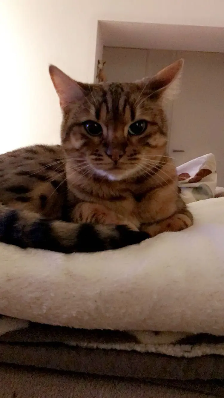 chatte lost    Mouscron Kiara ( fifi)
