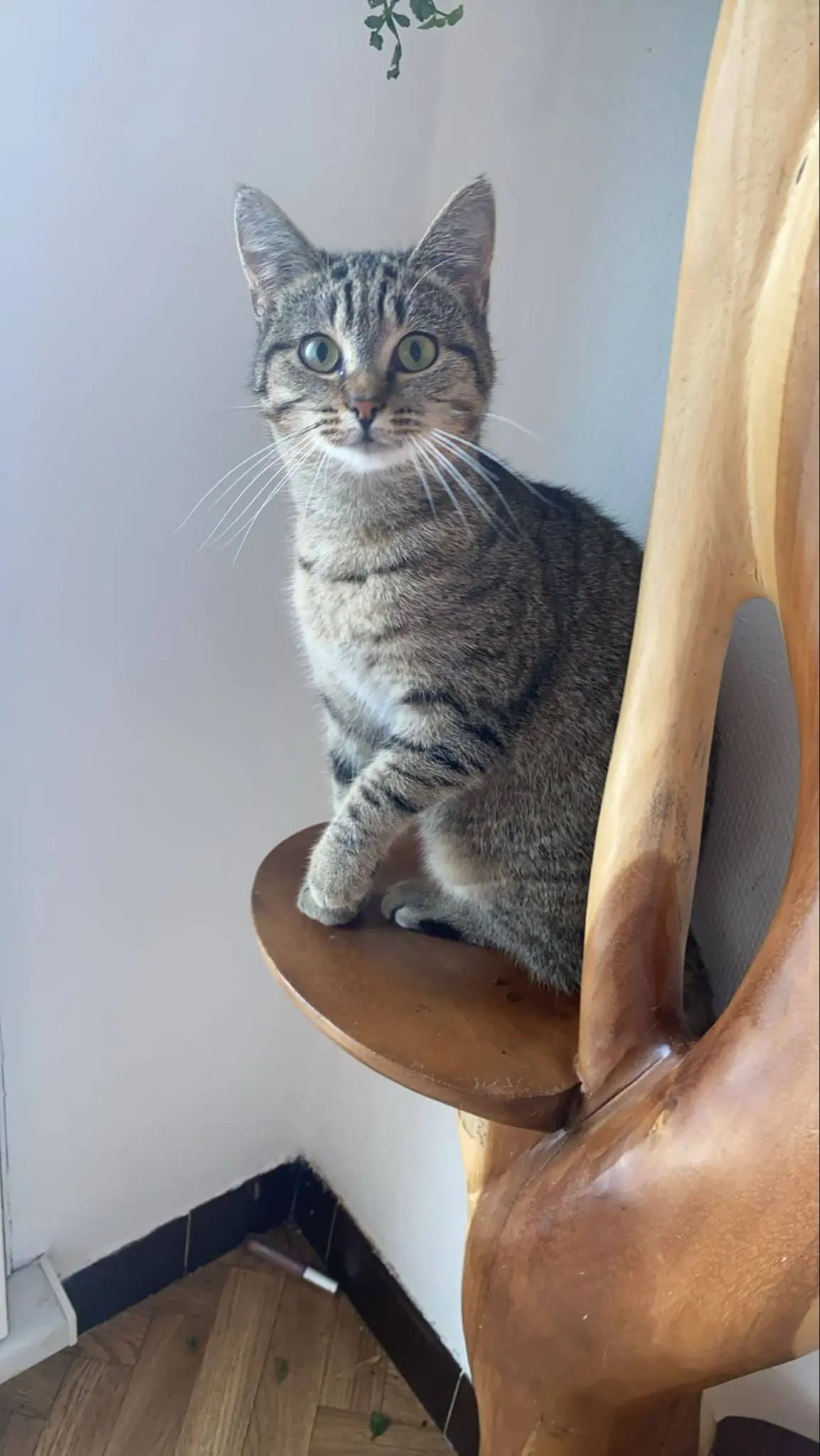 chatte lost    Mouscron Kitty
