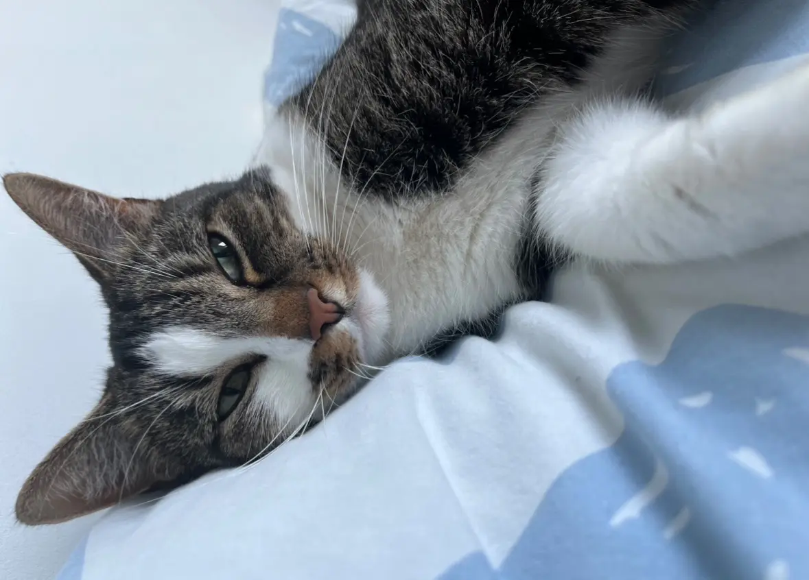 chatte lost    Estaimbourg Mia