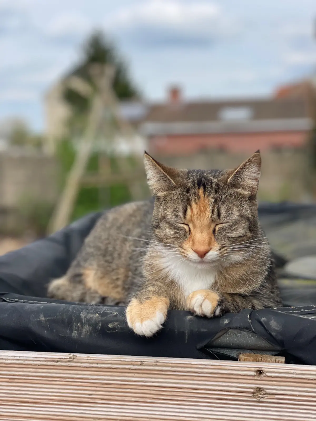 chatte lost    Hollain Nova