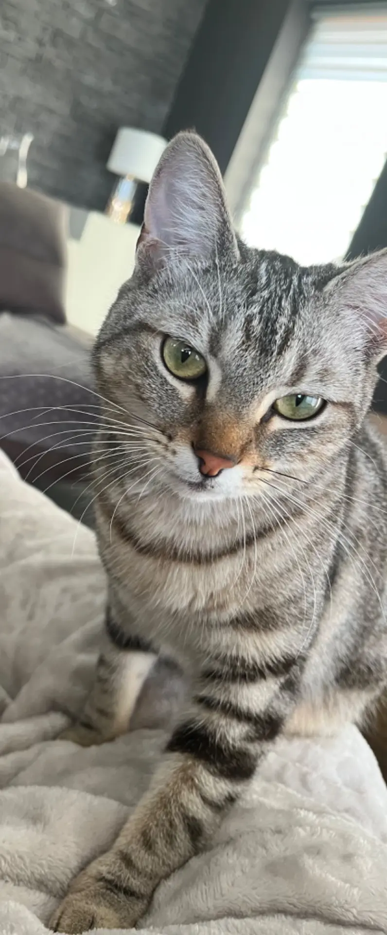 chatte lost   7620 Bléharies Paillette