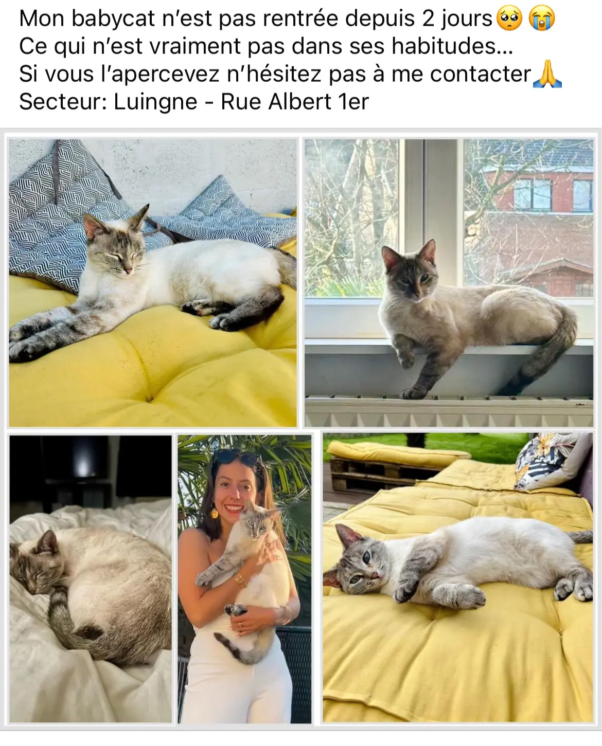 chatte lost    Luingne Phoebe
