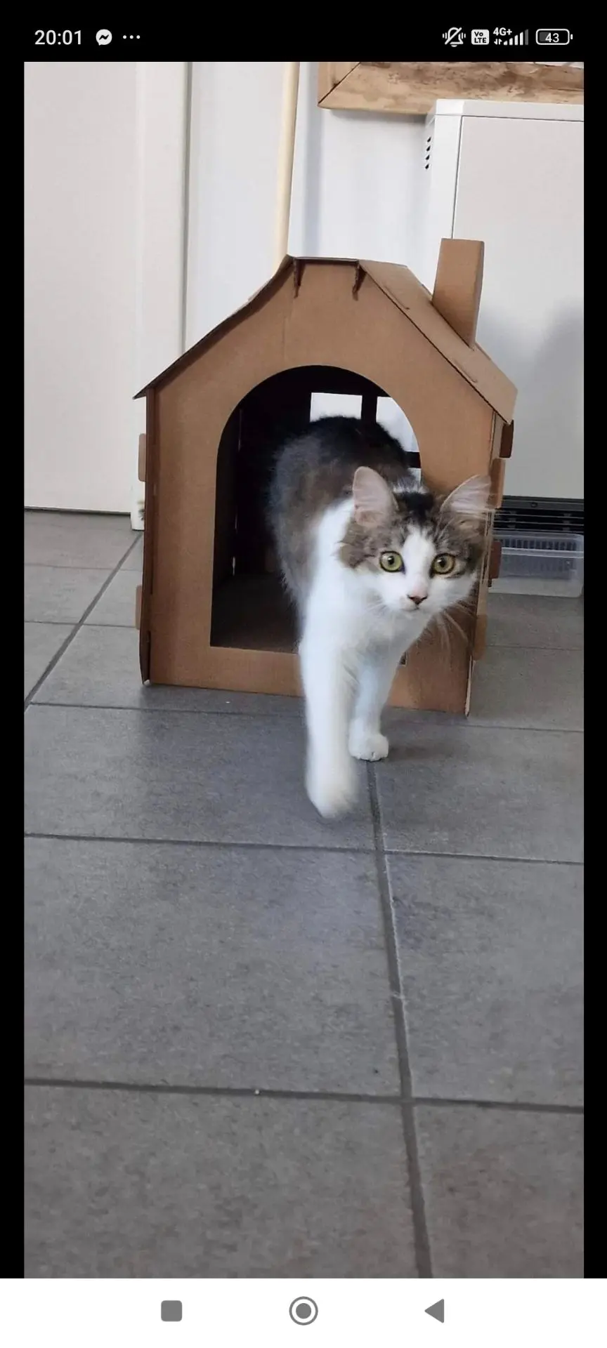 chatte lost   7618 Taintignies Snobelle