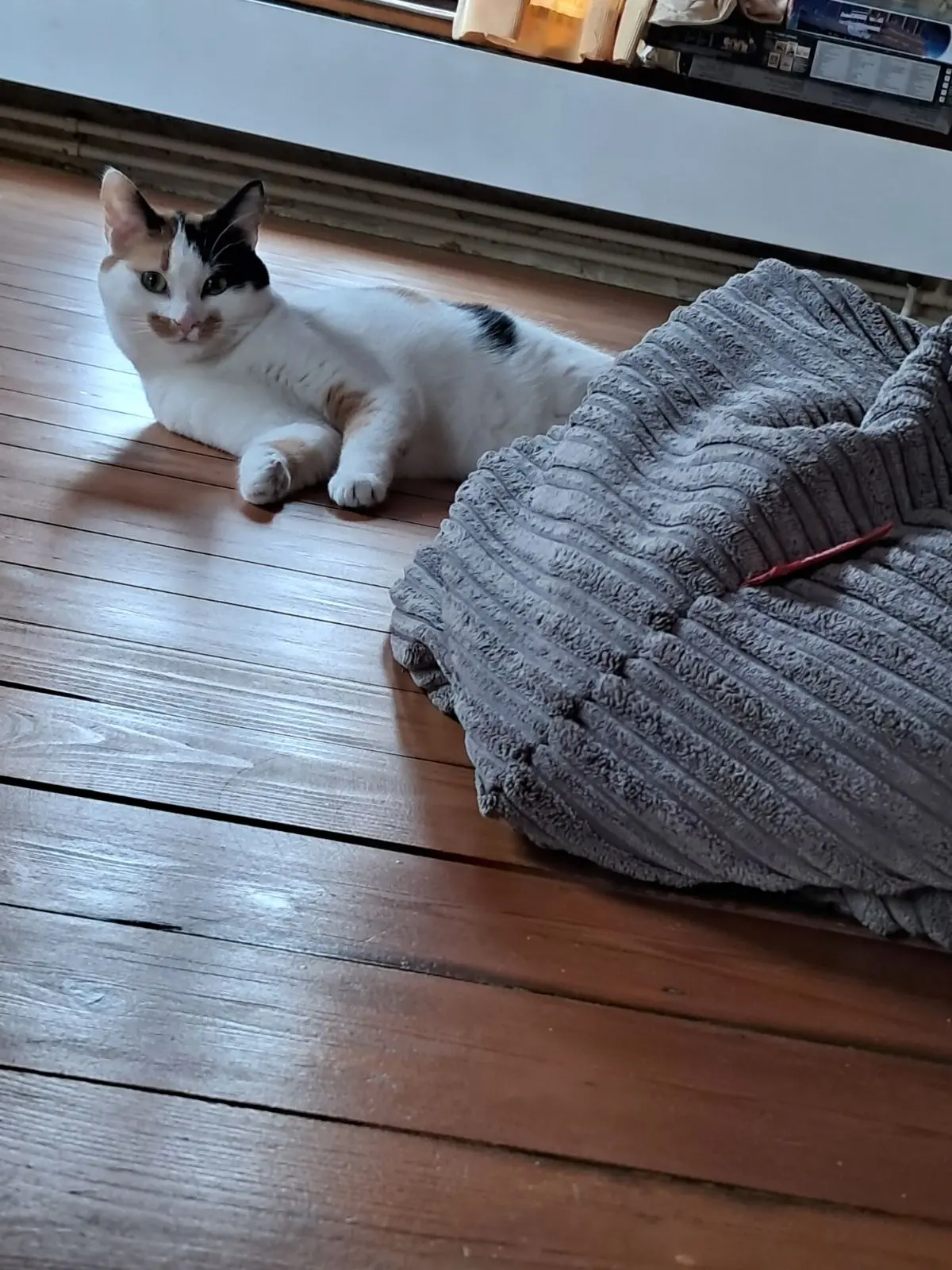 chatte lost   7520 Tournai Bloom