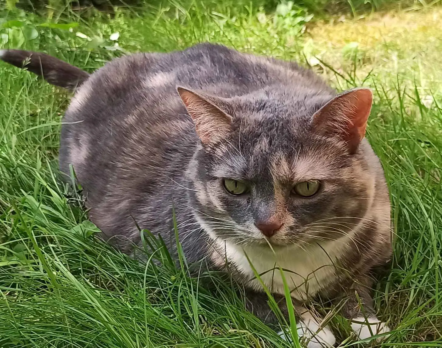 chatte lost    Tournai Kynareth