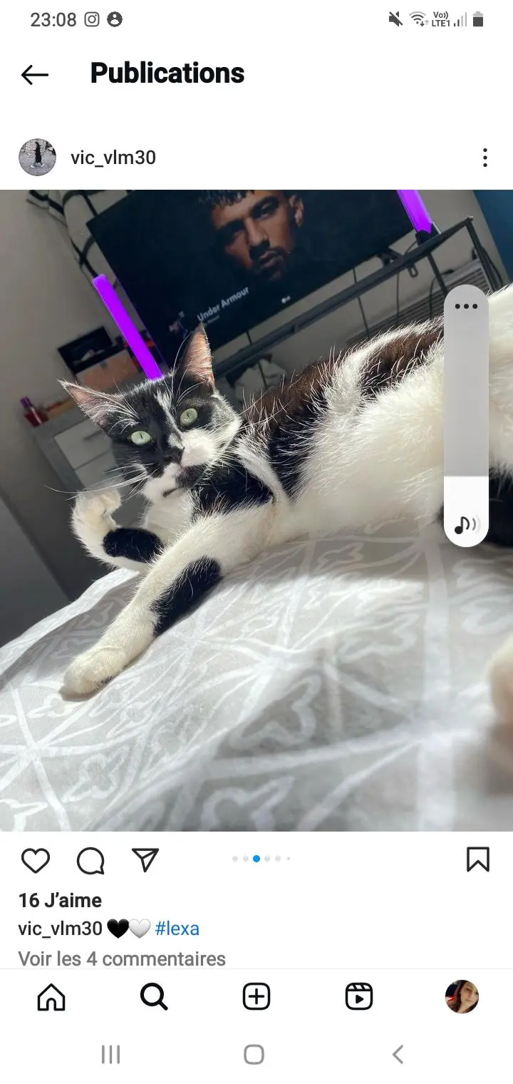 chatte lost    Tournai Lexa