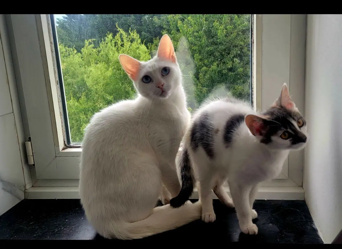chatte lost    Tournai Lochy