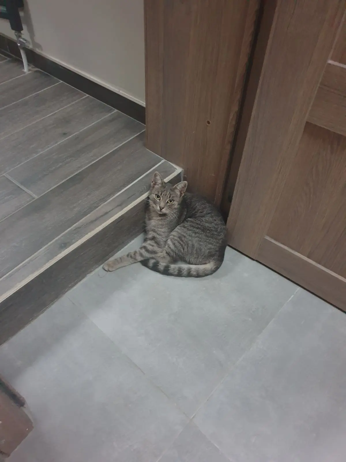 chatte lost    Tournai Mimi