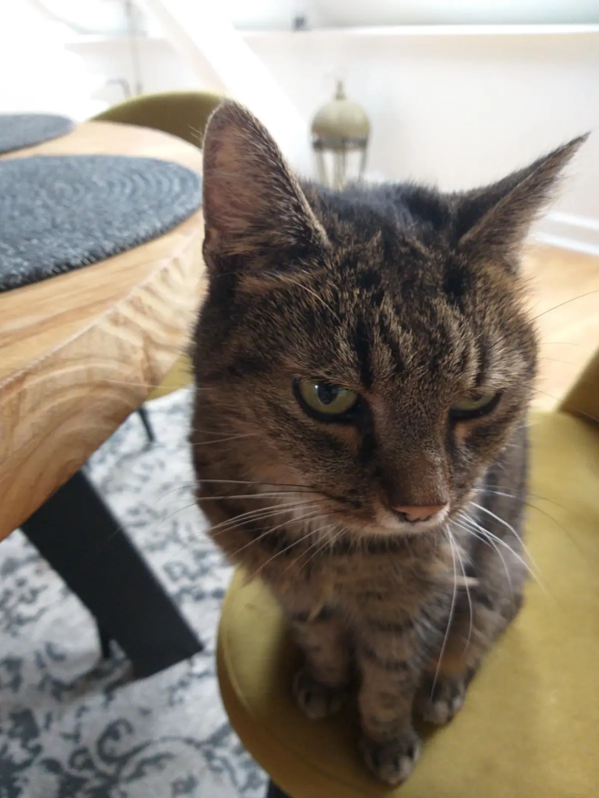 chatte lost    Tournai Minou