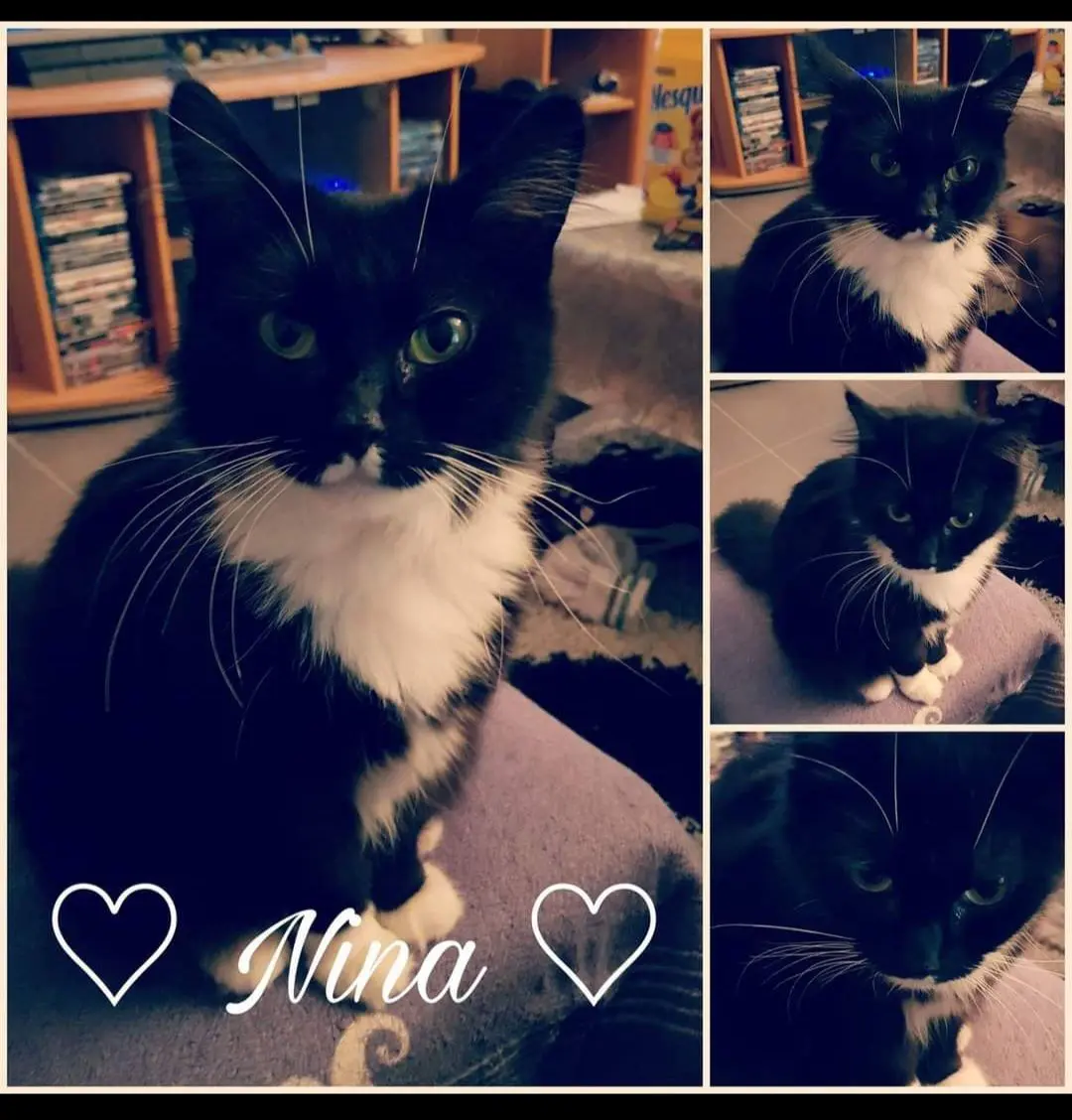 chatte lost    Tournai Nina