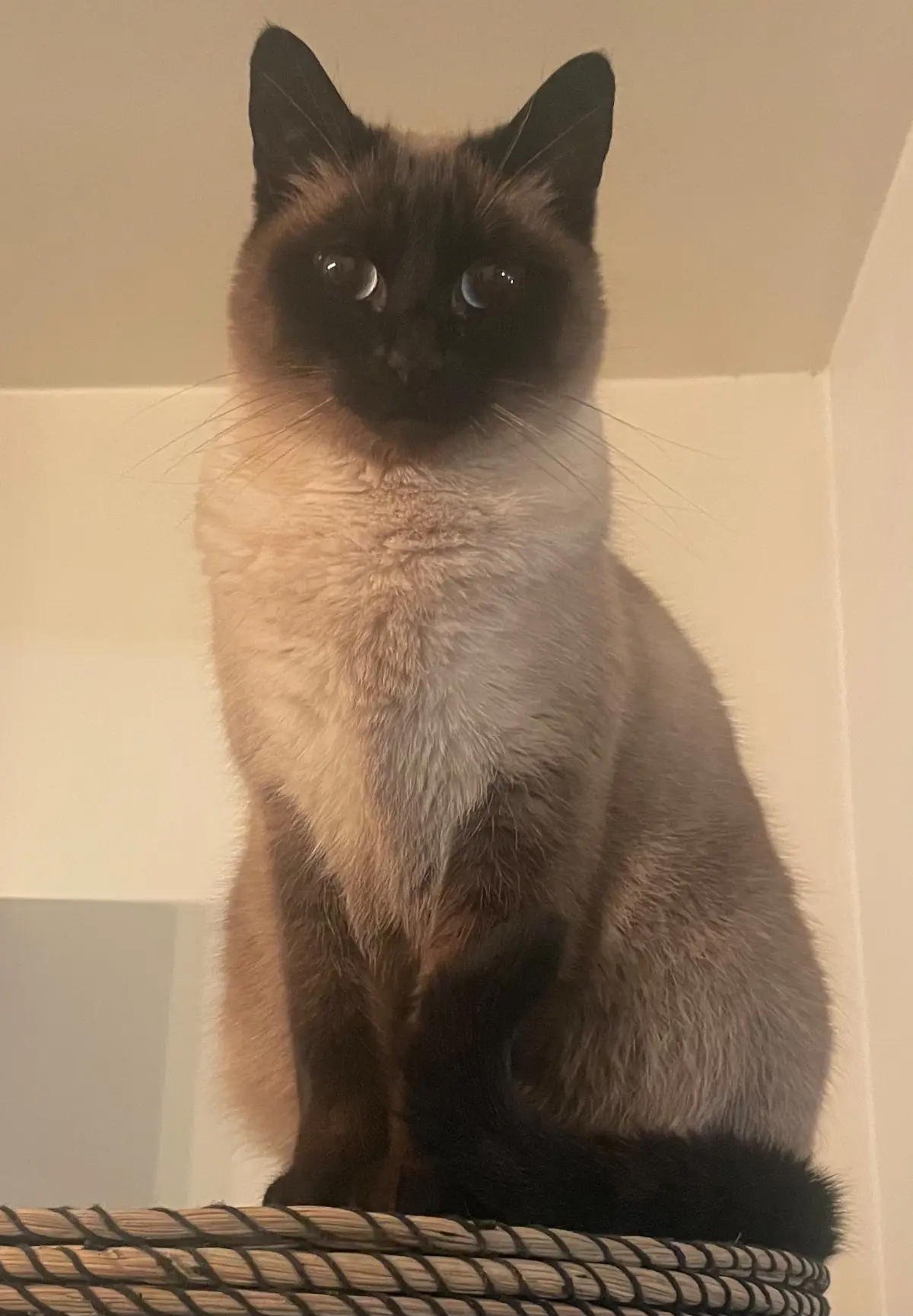 chatte lost    Tournai Niobé