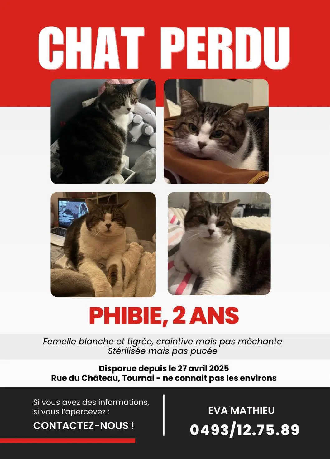 chatte lost    Tournai Phibie