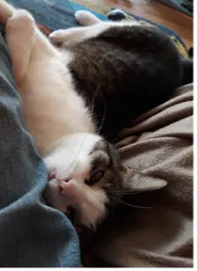 chatte lost    Tournai Pitchoune