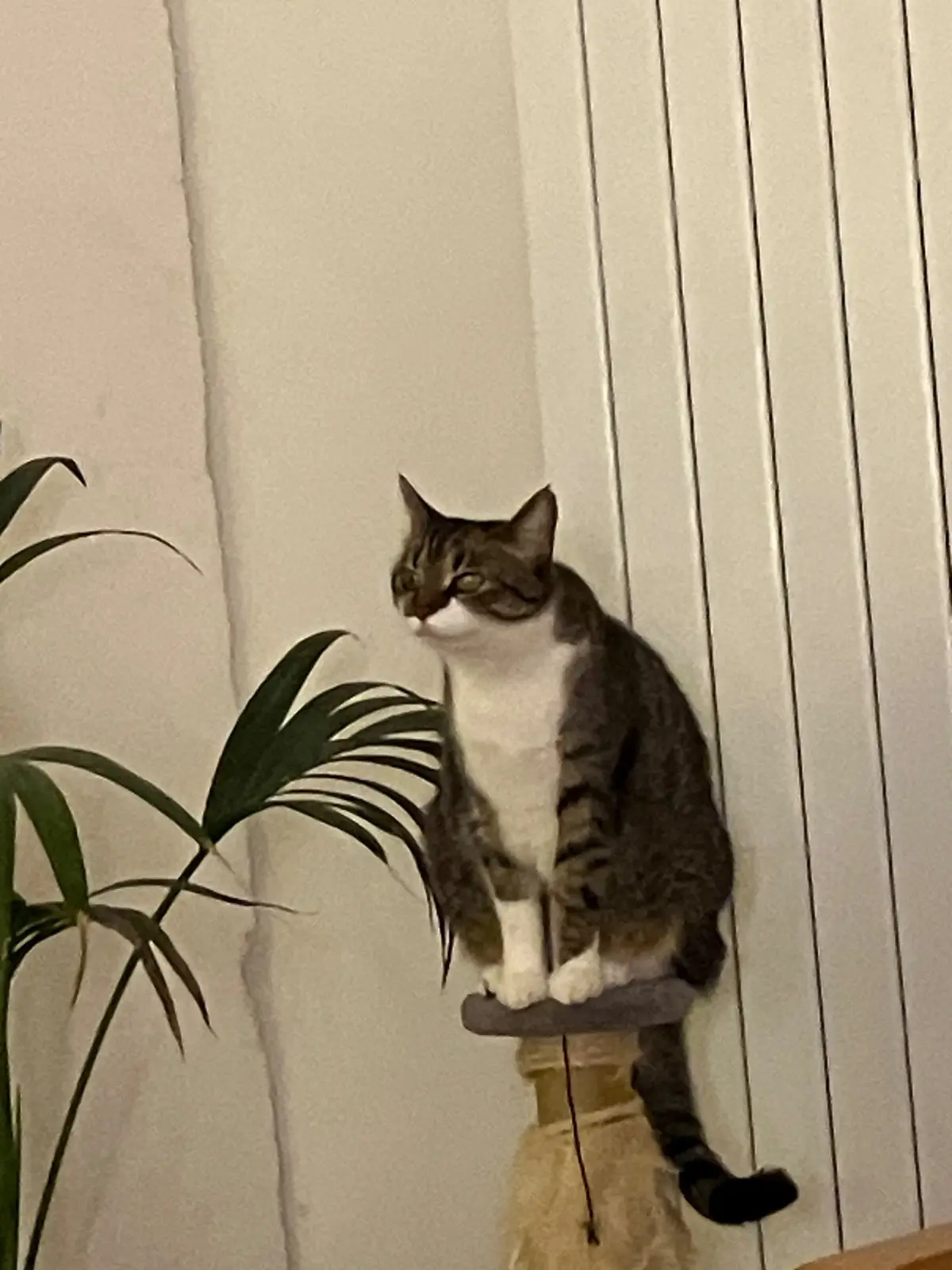 chatte lost   4217 Couthuin Orphée