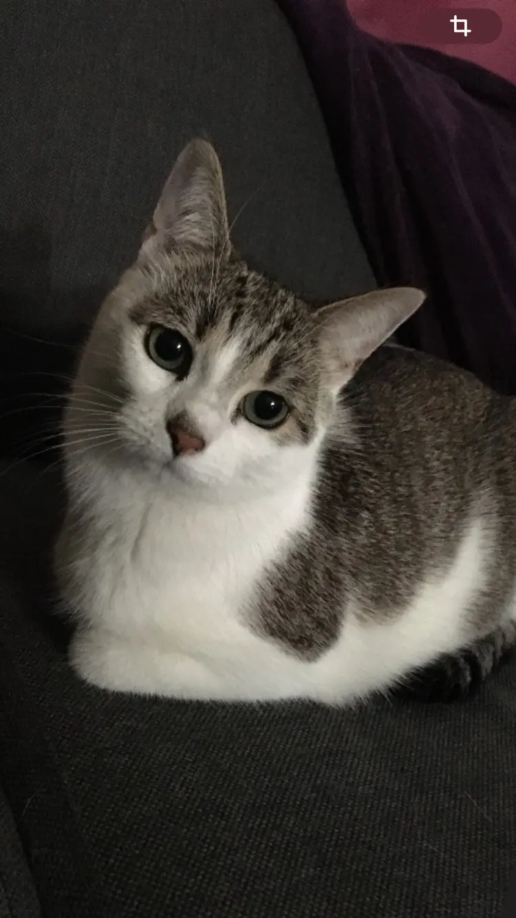 chatte lost   4420 Tilleur Agathe