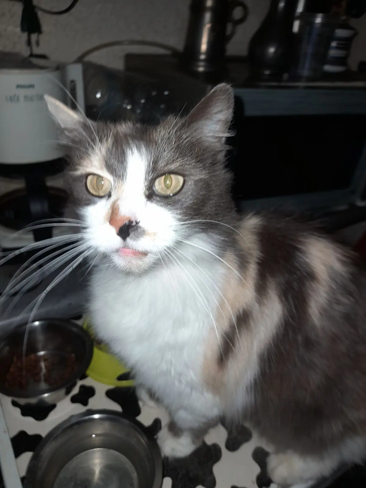 chatte lost   4683 Vivegnis Belle