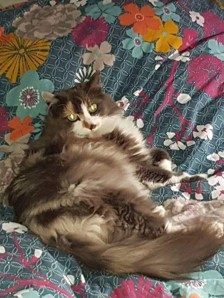 chatte lost   4683 Vivegnis Belle