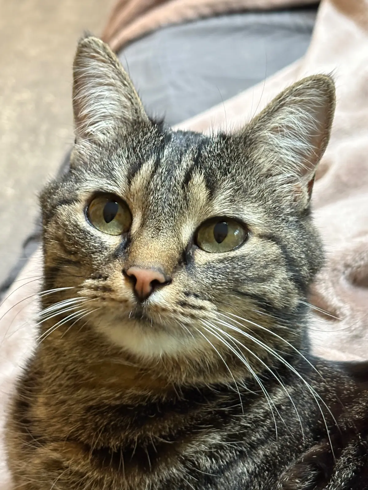 chatte lost   4460 Velroux Chloé