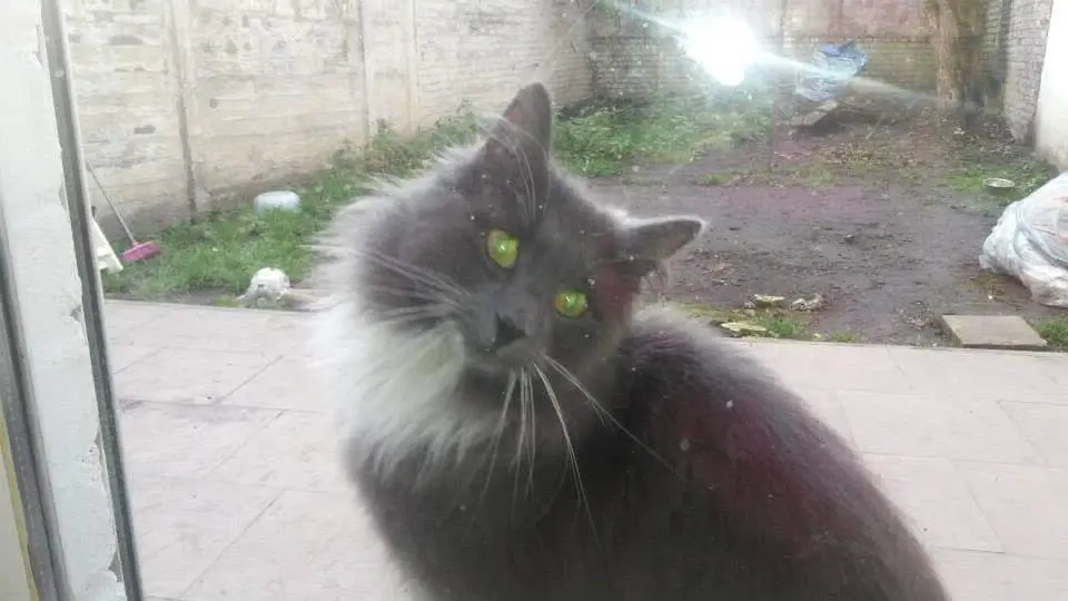 chatte lost  Rue du Bief 4101 Jemeppe-sur-Meuse Douchka