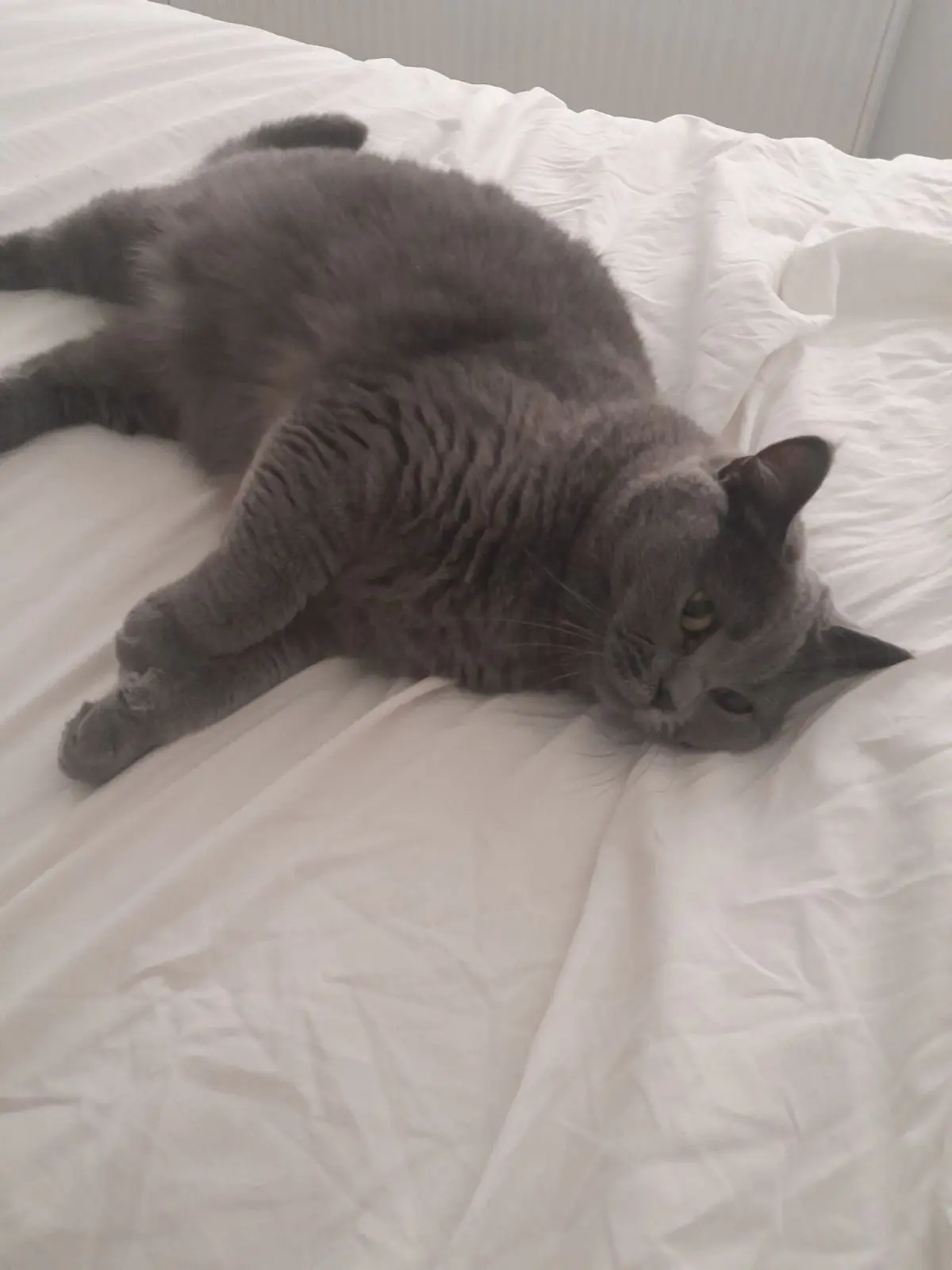 chatte lost   4460 Grâce-Berleur Gumus