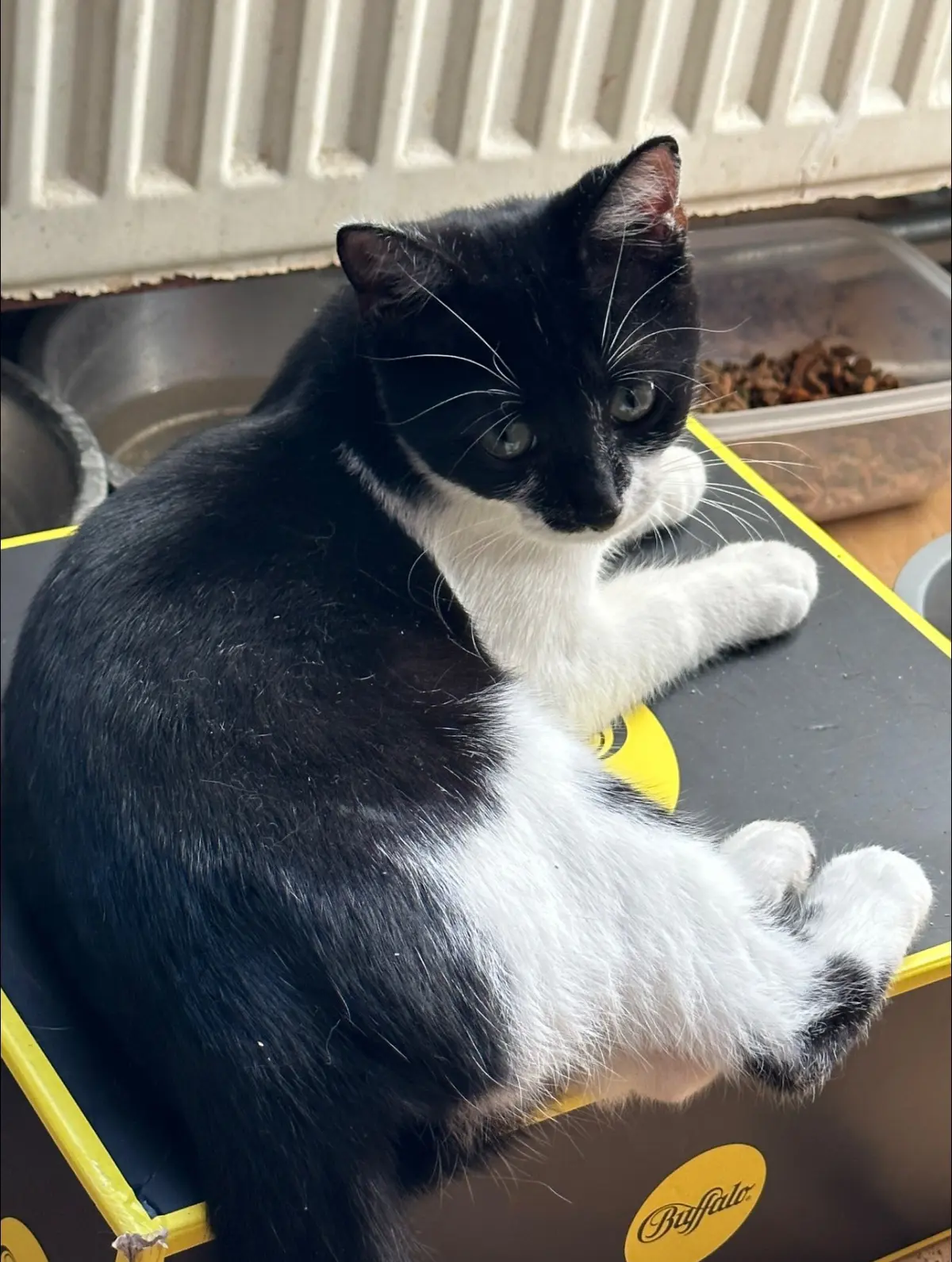 chatte lost   4040 Vottem Iggy
