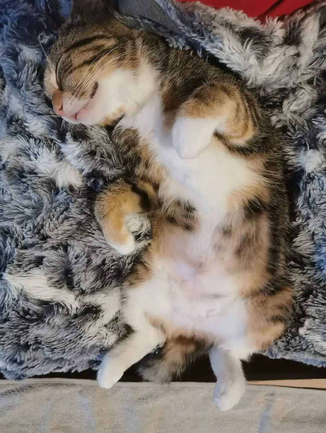 chatte lost  Rue Suzanne Clercx 4020 Bressoux Akela sarabi megara lucky roly
