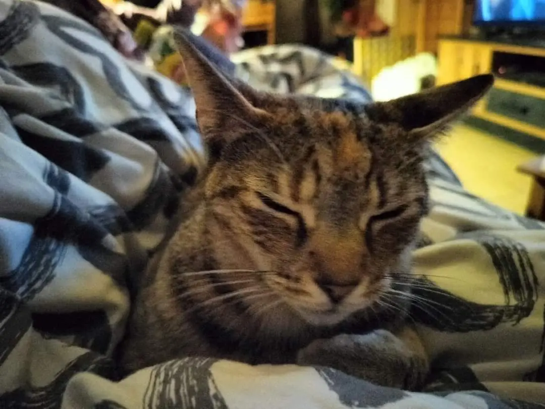chatte lost  Rue du Val-Benoît 4031 Angleur Ginette