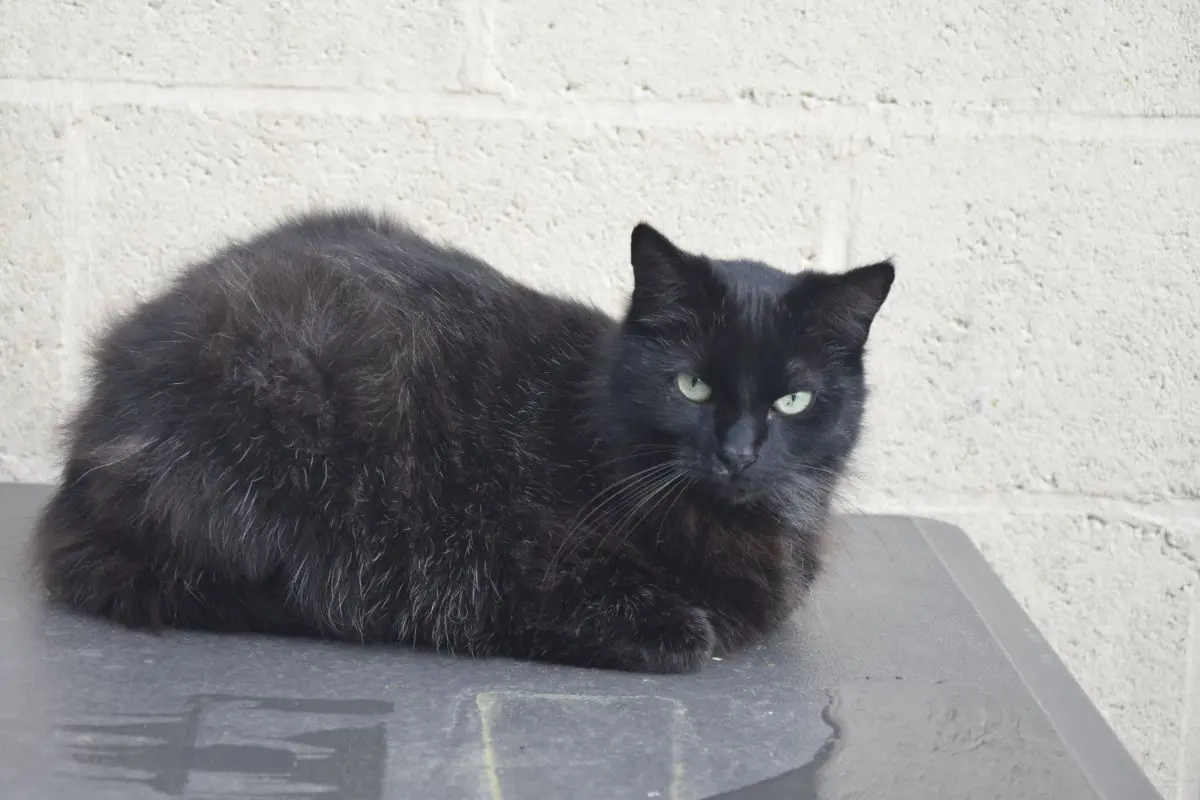 chatte lost   4000 Liège Lilie