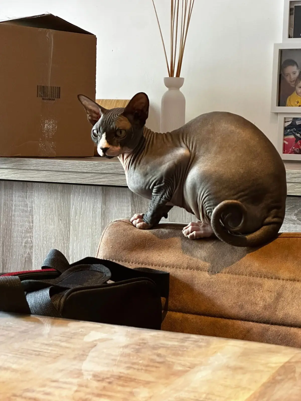chatte lost  Rue du Prince 4032 Chênée Lolita
