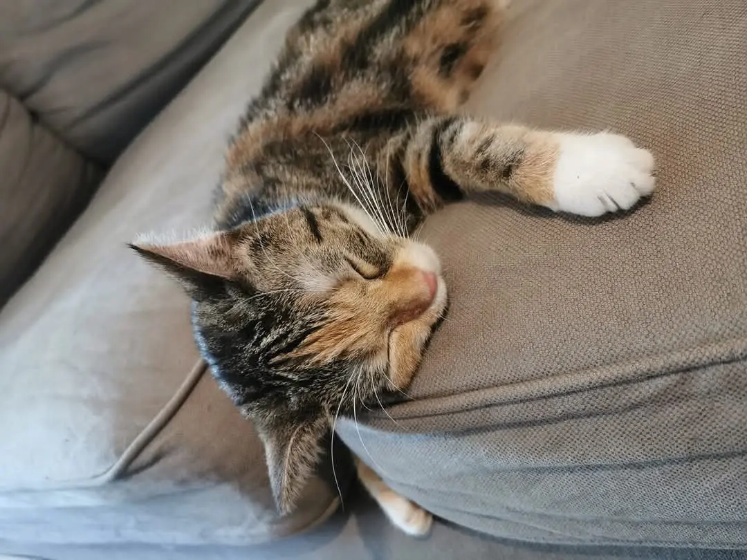 chatte lost  Rue Suzanne Clercx 4020 Bressoux Megara