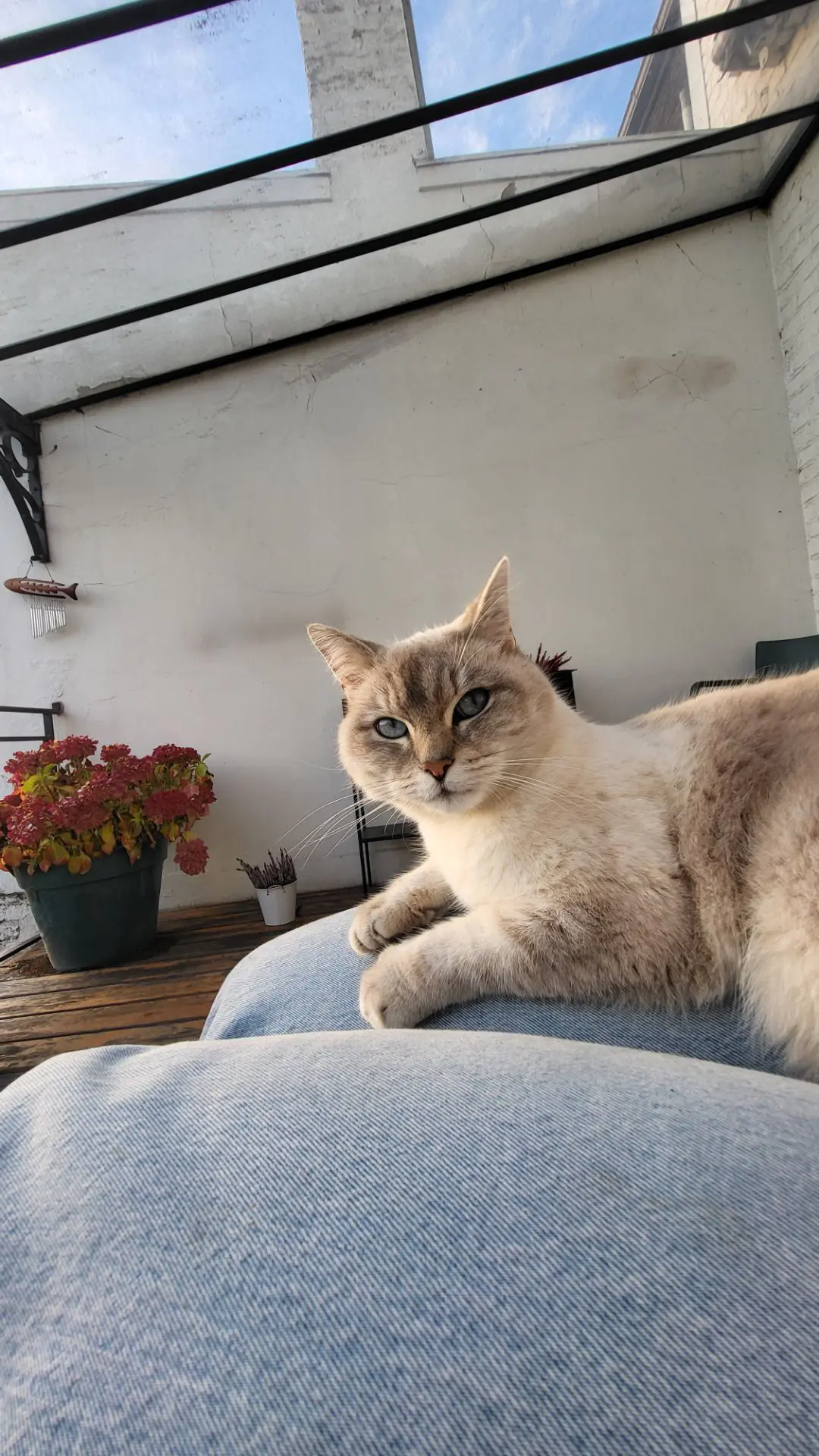 chatte lost   4000 Grivegnée Satchi