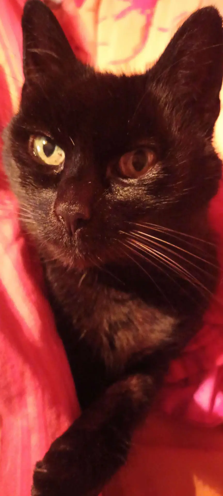 chatte lost   4050 Embourg Passoa