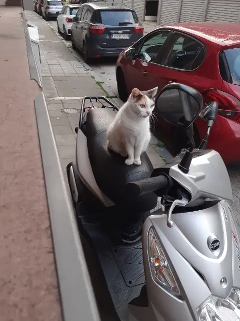 chatte lost   4420 Saint-Nicolas Pilou