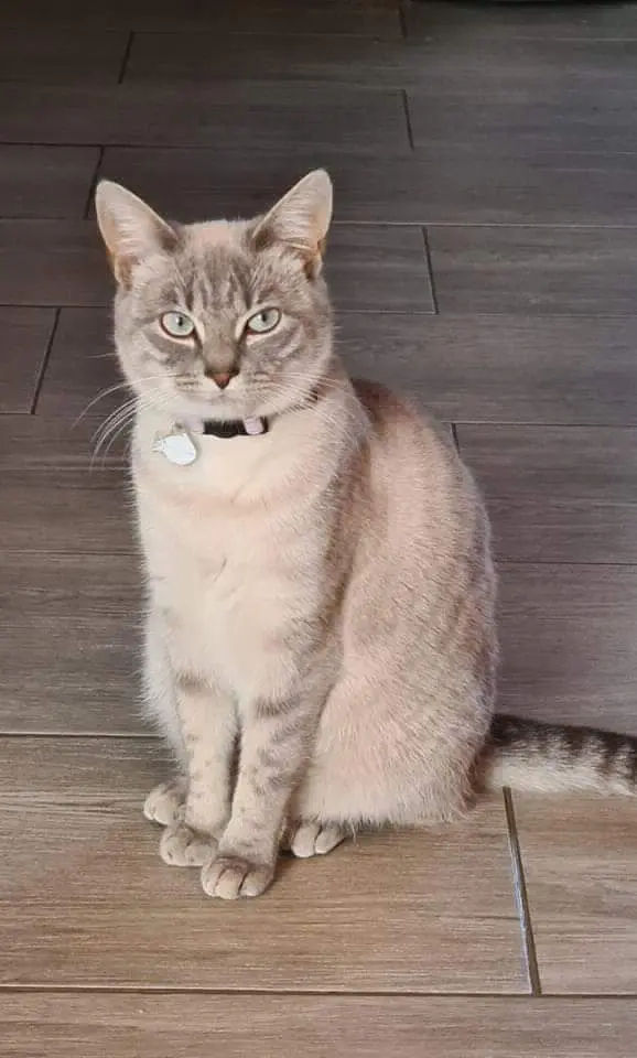 chatte lost    Comblain-au-Pont Rebelle