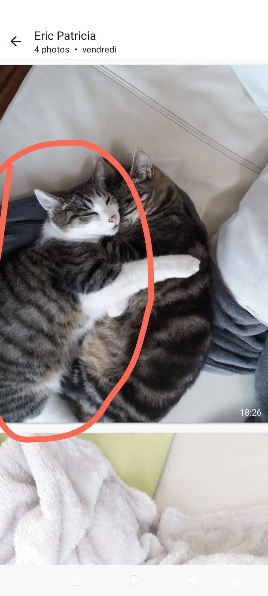 chatte lost   4610 Bellaire Shiva