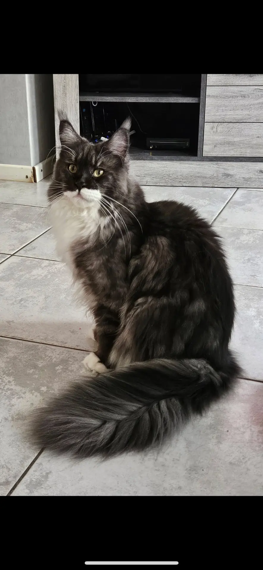 chatte lost   4460 Grâce-Hollogne Tallu