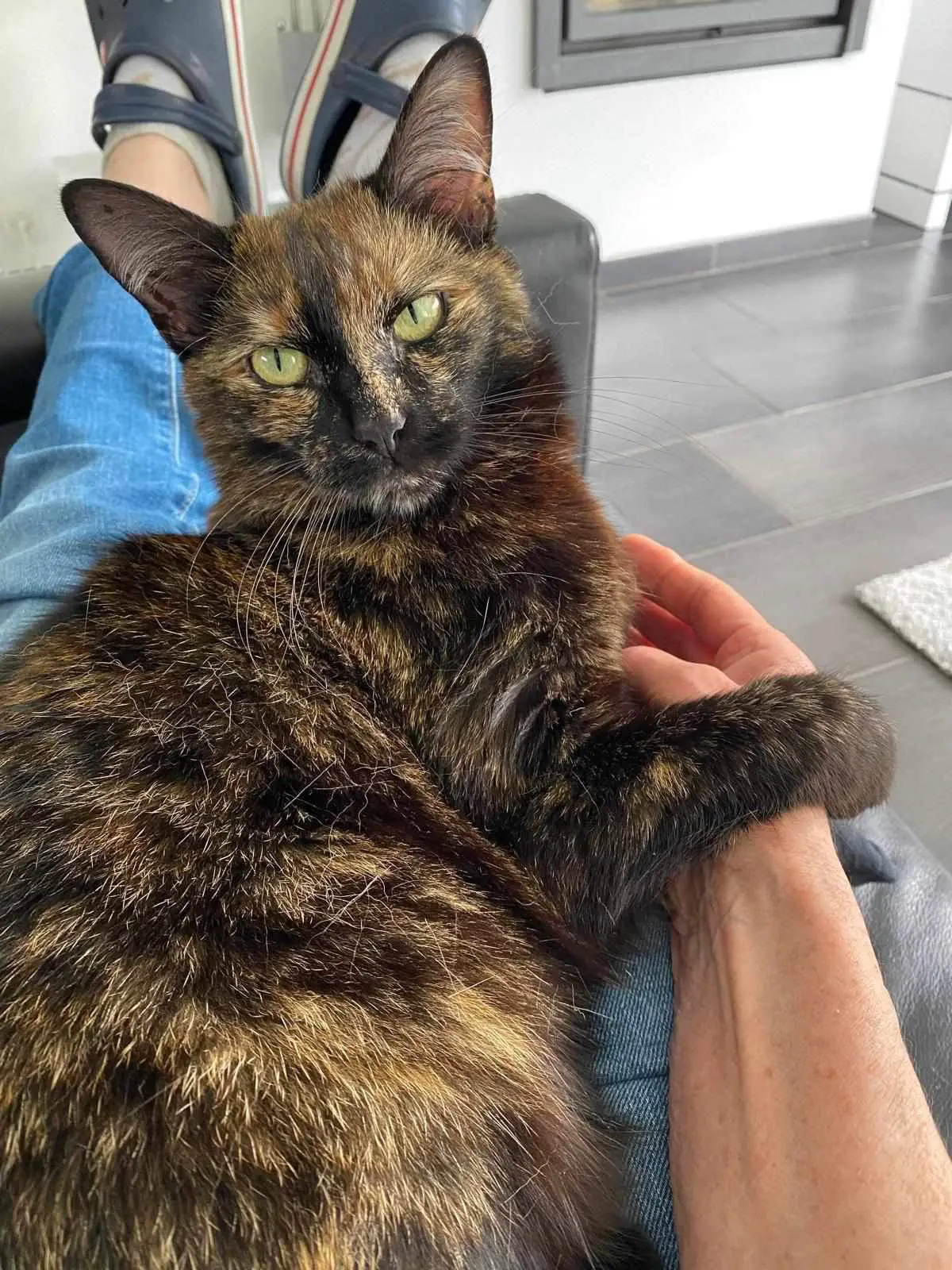 chatte lost   4050 Beaufays Tiloup