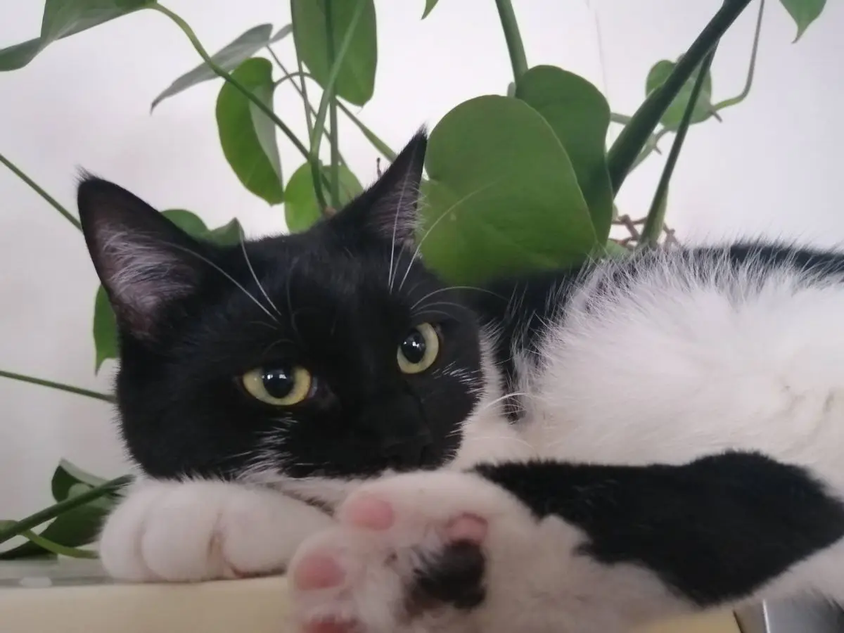 chatte lost    Dison Cléo