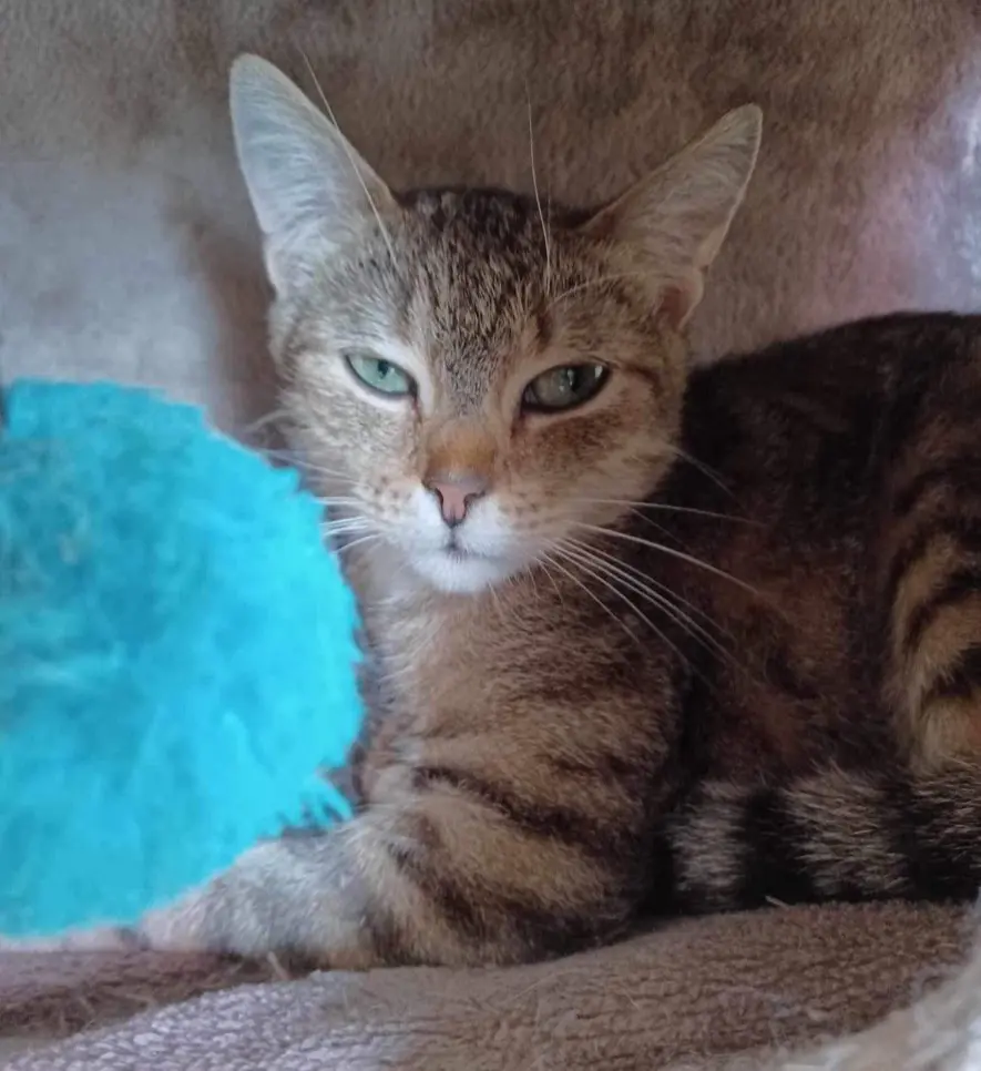 chatte lost    Dison Lila
