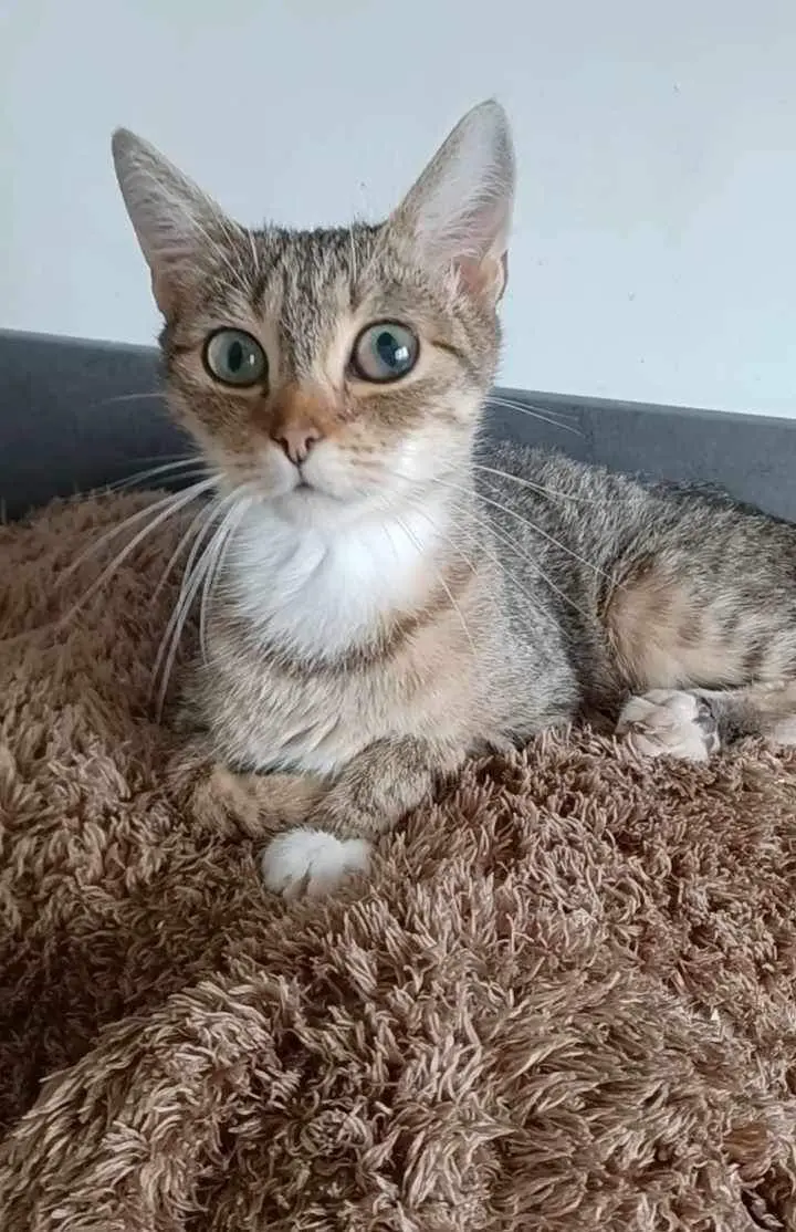 chatte lost    Dison Lila
