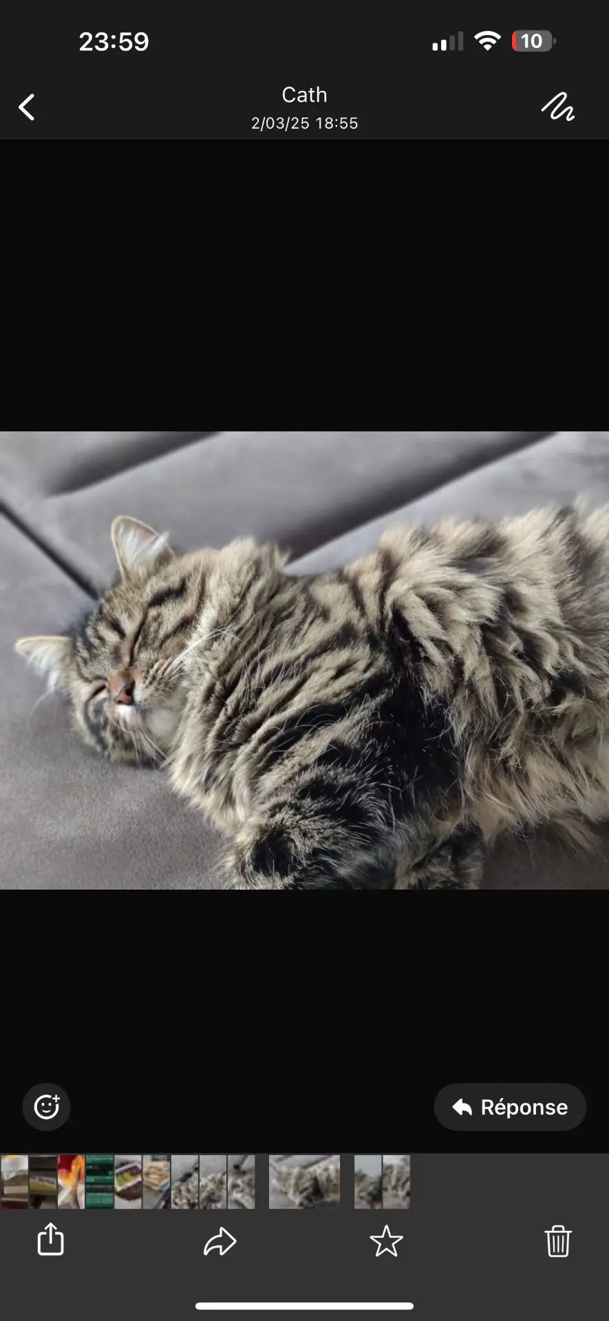 chatte lost    Welkenraedt Minoush