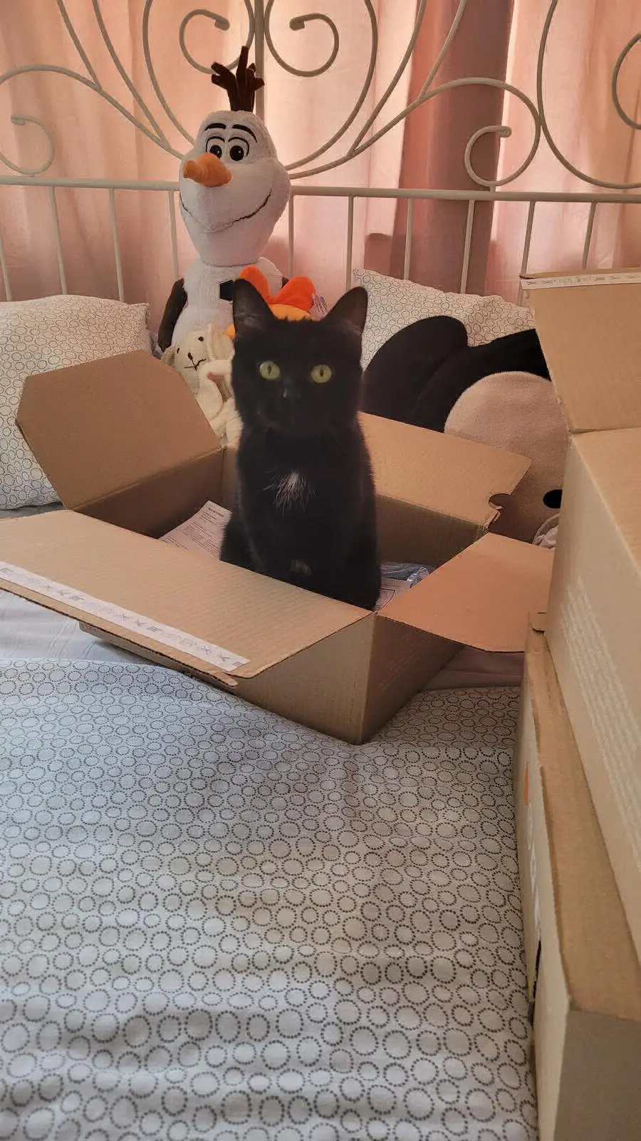 chatte lost   4347 Fexhe-le-Haut-Clocher Nala