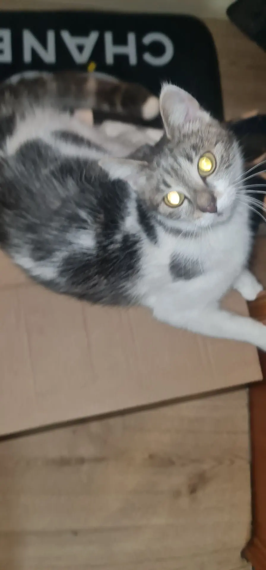 chatte lost   4280 Hannut Poupouss