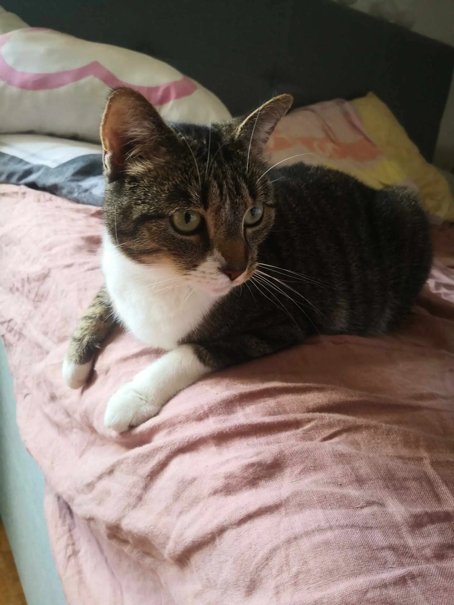 chatte lost     Capucine