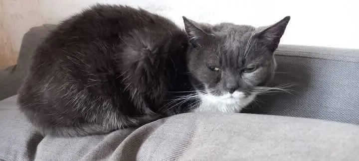 chatte lost     Zed