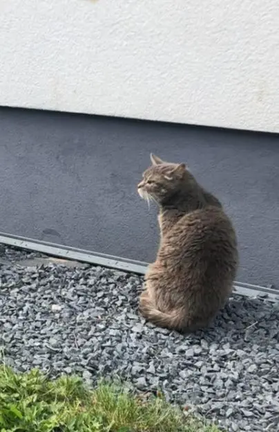 chatte lost   6720 Habay-la-Neuve Perle