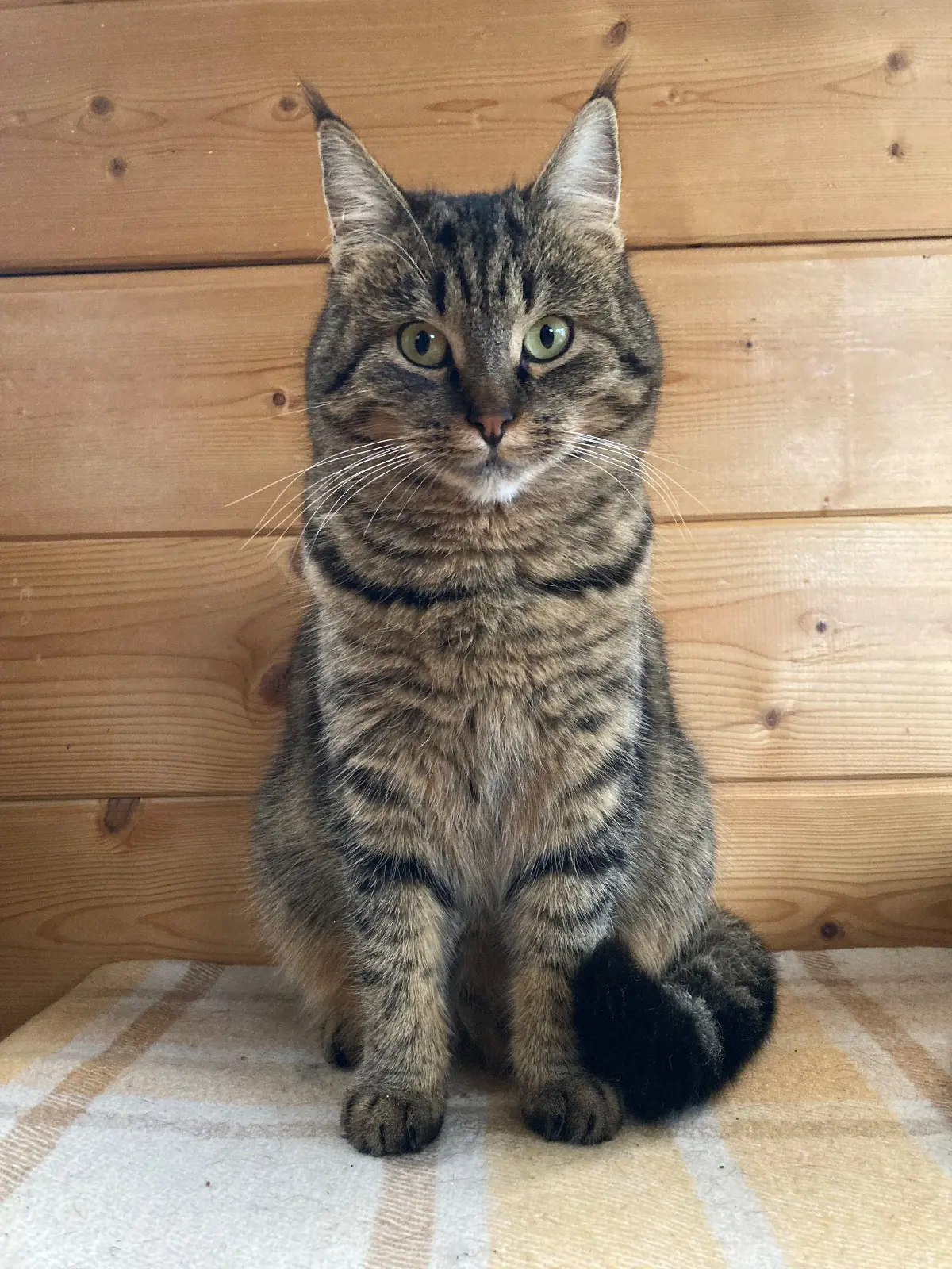 chatte lost   5530 Évrehailles Billie