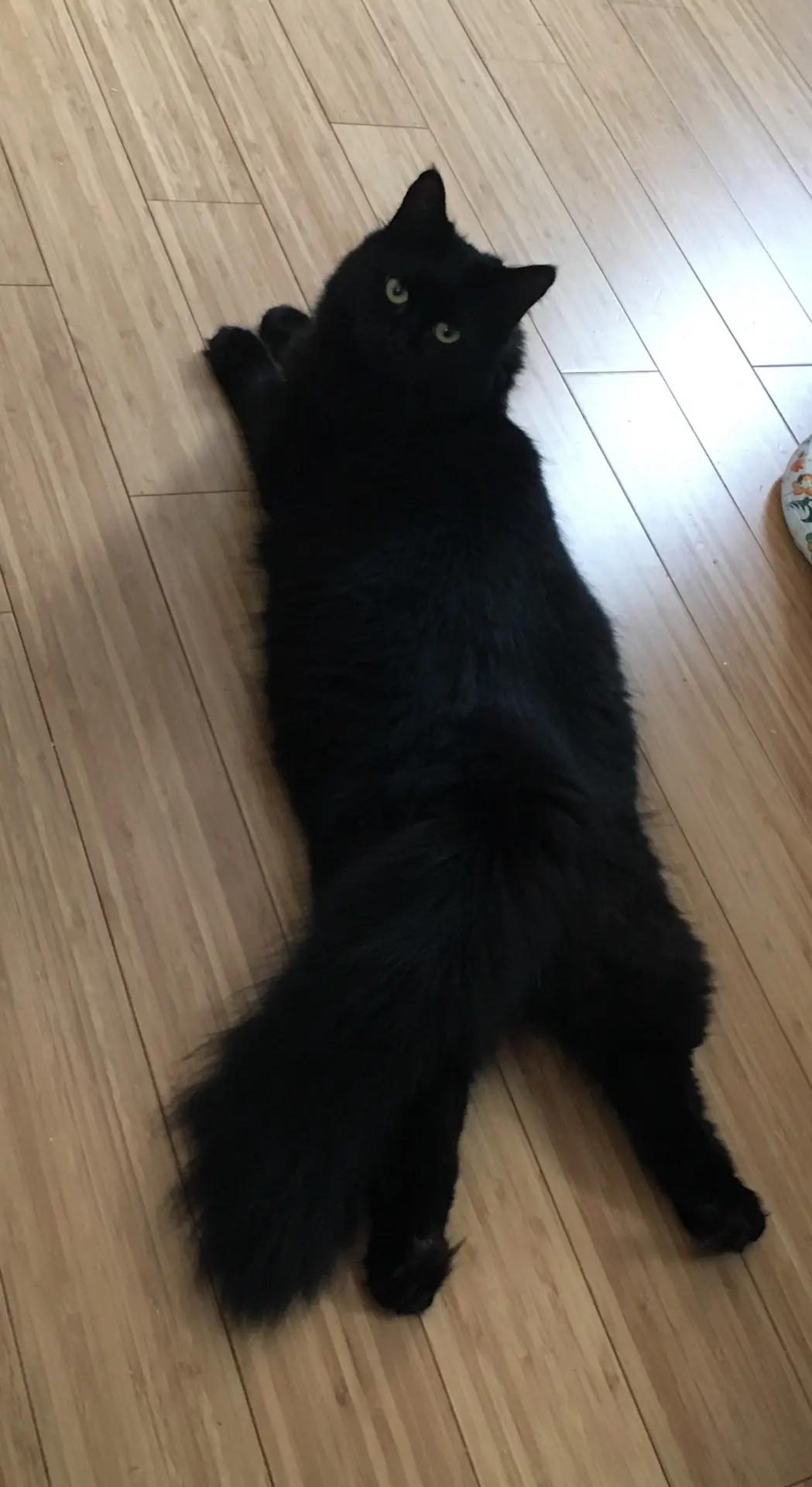 chatte lost  Rue de Mont 5530 Godinne Mistigri